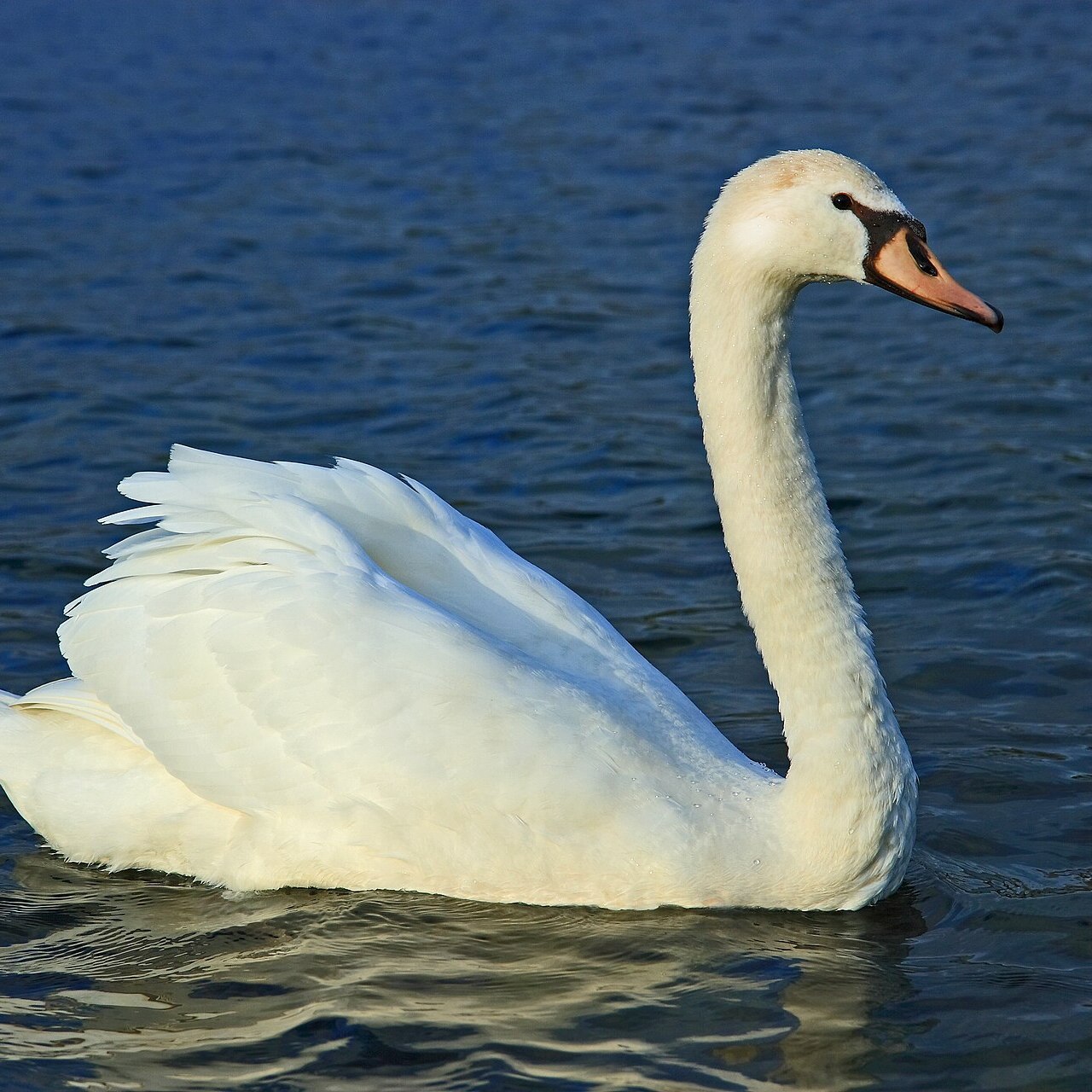 Image d'un cygne